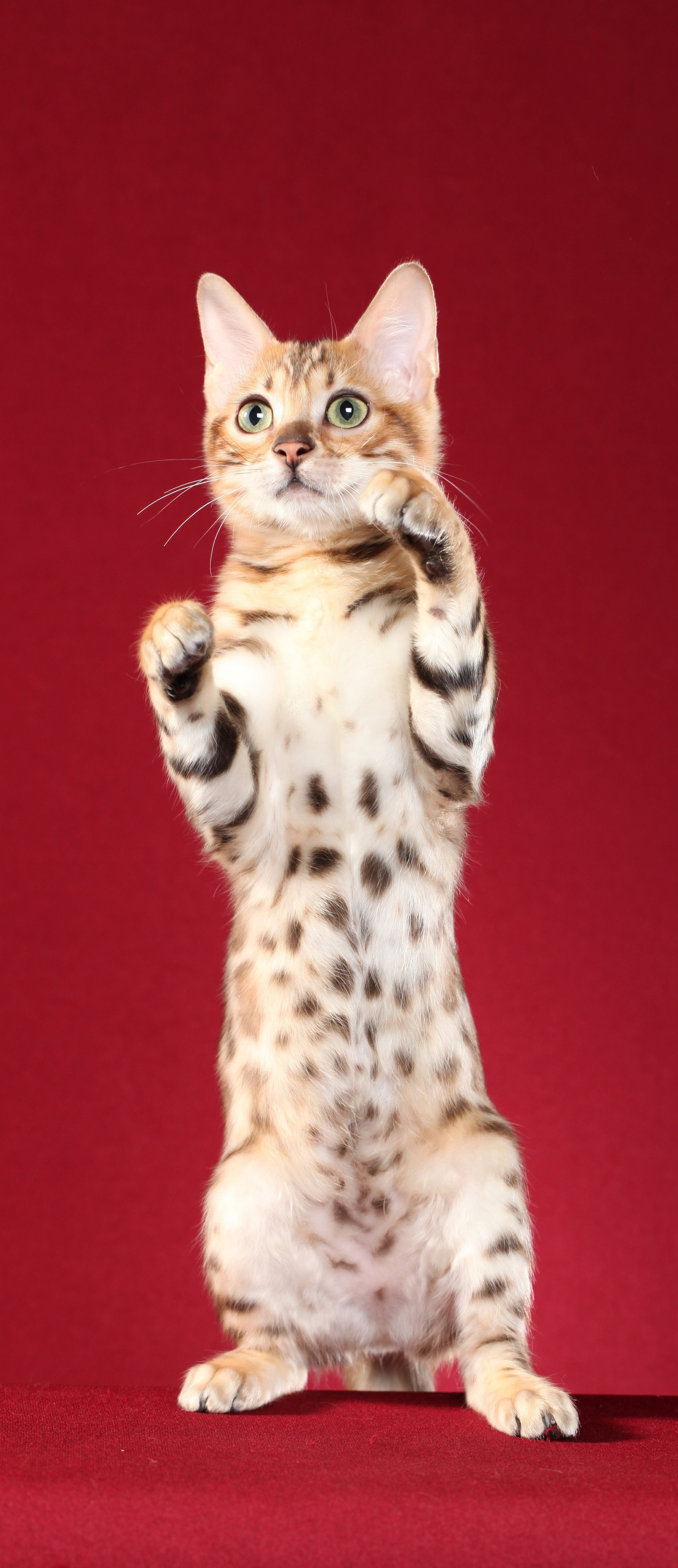 cat